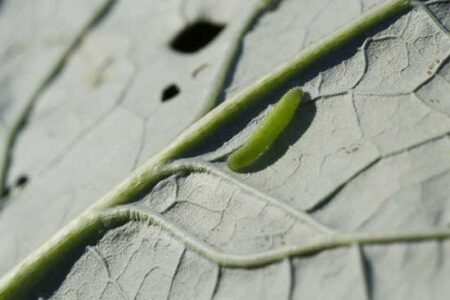 Something Is Eating Holes in My New Broccoli Plants. What Should I Do? Image